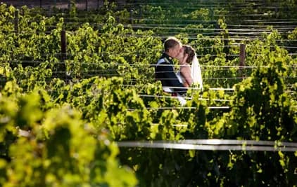 Cape Vineyard Wedding